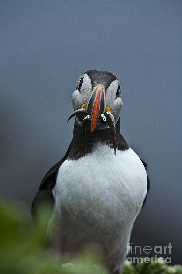 Puffin on the lookout Photograph by Heiko Koehrer-Wagner