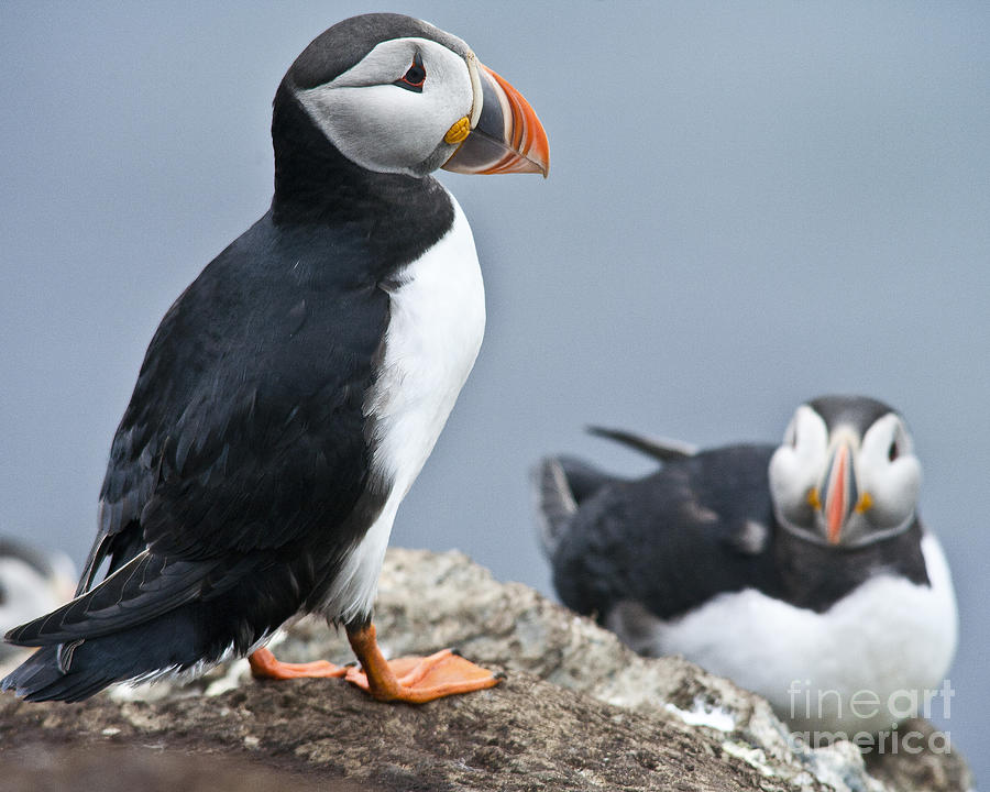 Pair of Puffins Photograph by Heiko Koehrer-Wagner