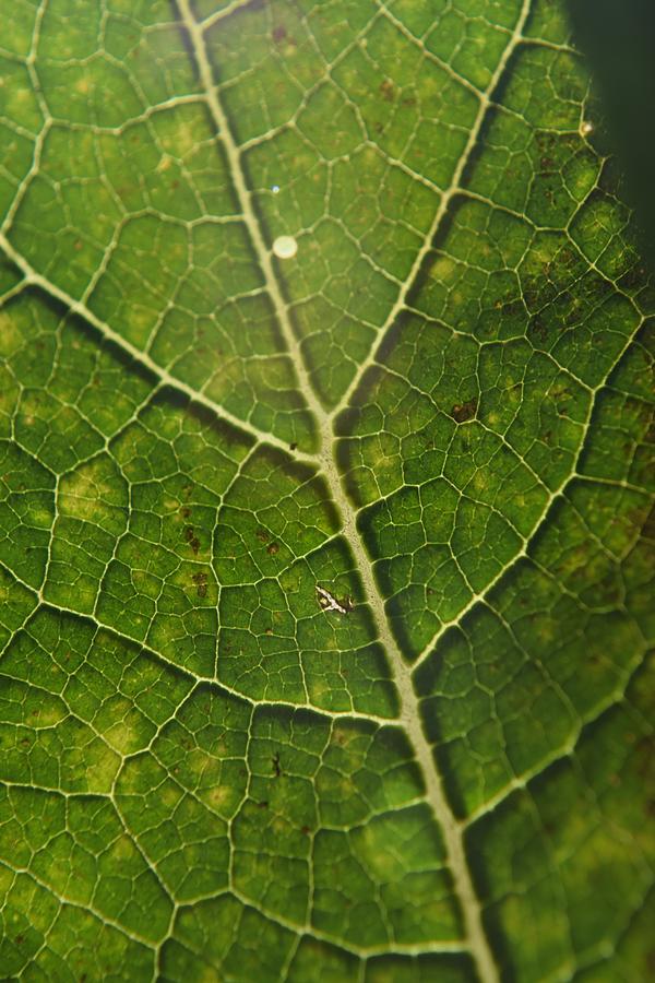 pumpkin-leaf-photograph-by-curtis-krusie-fine-art-america