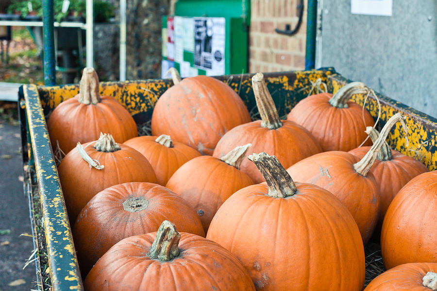 Fall Photograph - Pumpkins #3 by Tom Gowanlock