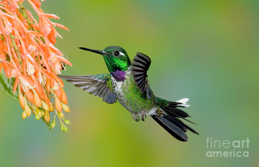 Purple-bibbed Whitetip Hummingbird #3 Photograph by Anthony Mercieca