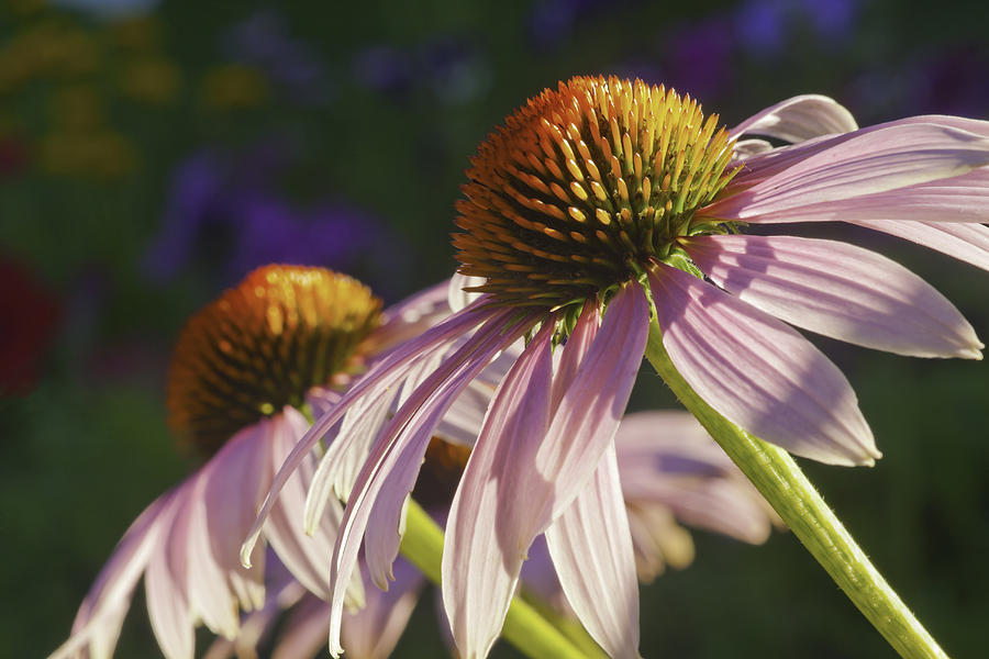 Purple Cone Flower Echinacea #3 Photograph by Keith Webber Jr