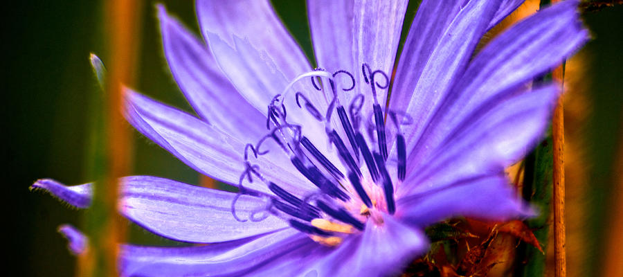 Purple Flower #3 Photograph by Prince Andre Faubert