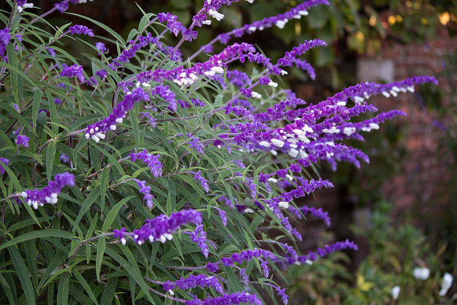Purple flower #3 Photograph by Susan Jensen