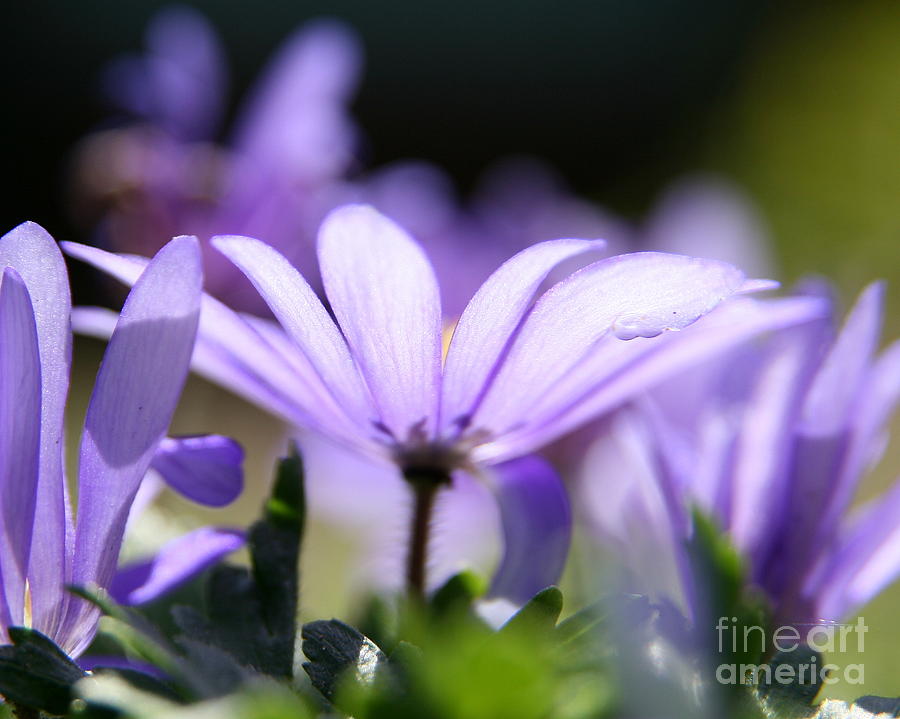 Flower Photograph - Purple Light  by Neal Eslinger