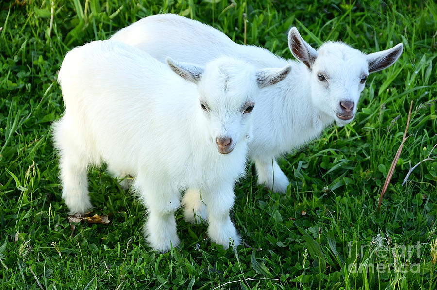 Pygmy Goat Twins #3 Photograph by Thomas R Fletcher