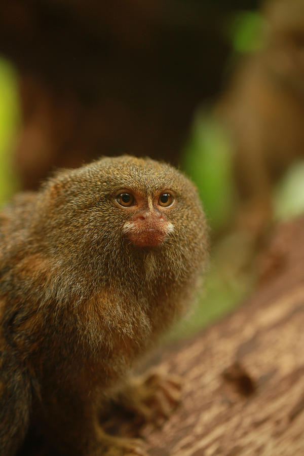 Pygmy Marmosets Photograph by Tinjoe Mbugus - Fine Art America