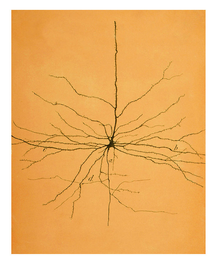 Pyramidal Cell In Cerebral Cortex, Cajal #4 Photograph by Science Source