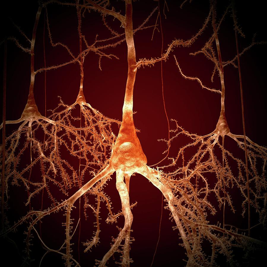 Pyramidal Nerve Cells #3 Photograph by Russell Kightley