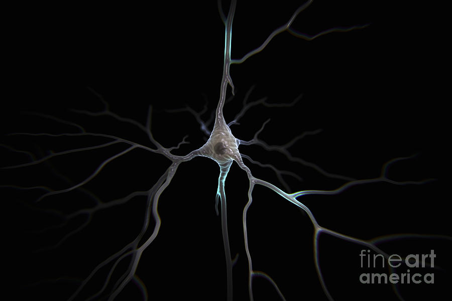 Pyramidal Neuron #3 Photograph by Science Picture Co