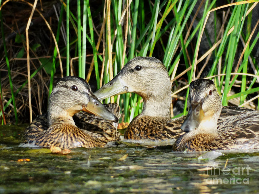 3 Quacks Photograph by Pat Miller