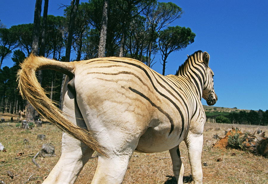 Quagga-like Zebra #3 Photograph by Philippe Psaila/science Photo Library
