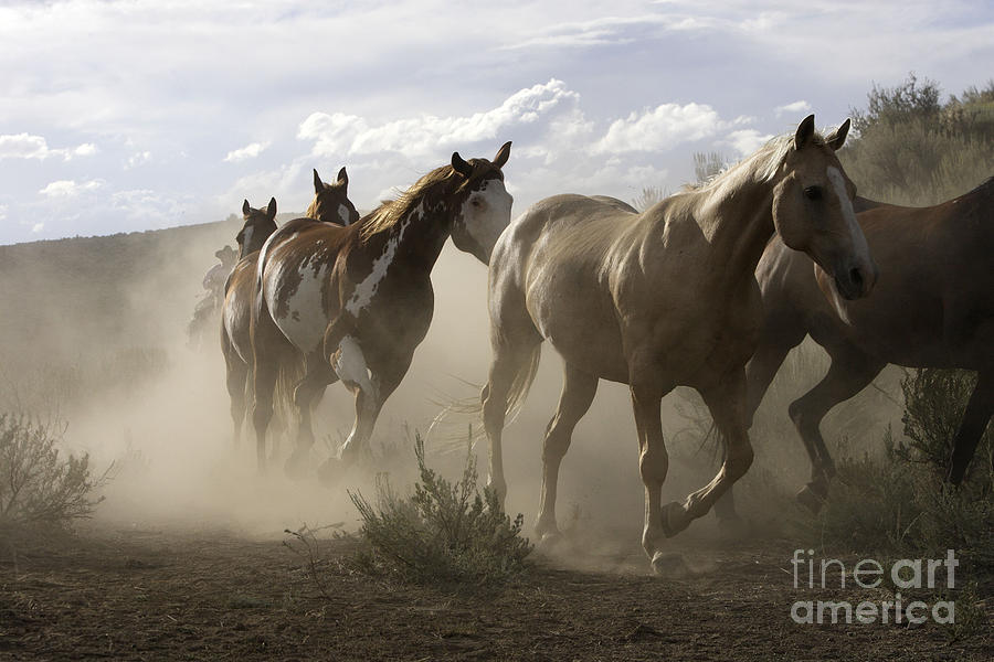 Quarter Or Paint Horses #4 Photograph by M Watson