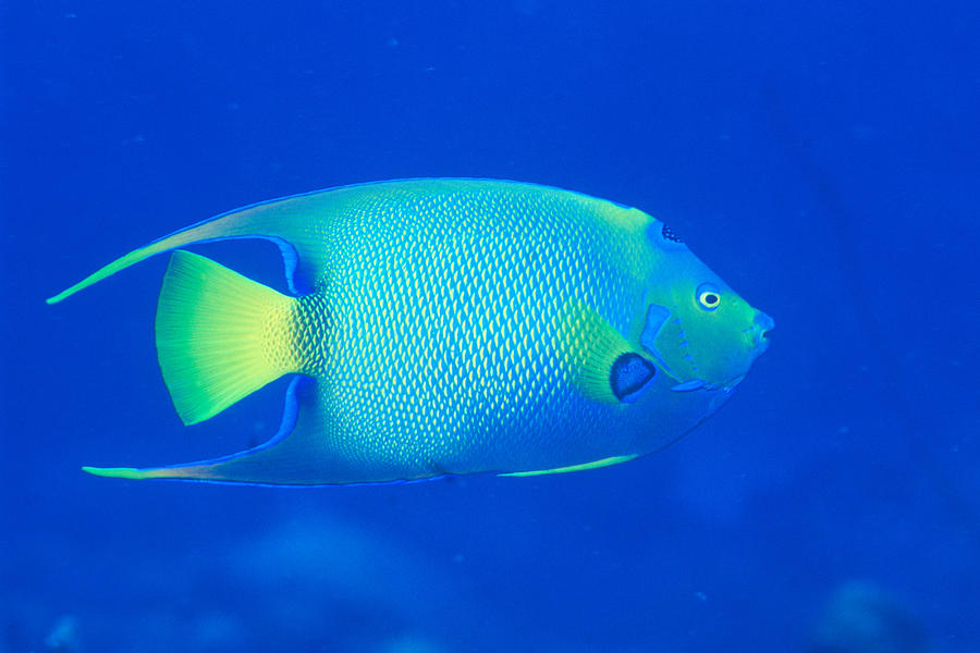 Queen Angelfish #3 Photograph by Charles Angelo