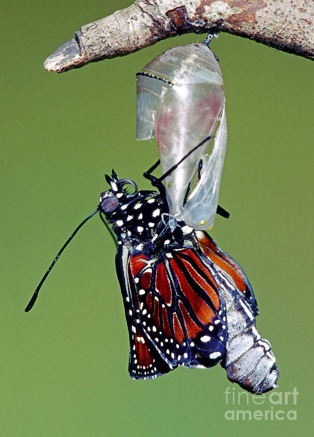 Butterfly Photograph - Queen Butterfly #3 by Millard H. Sharp