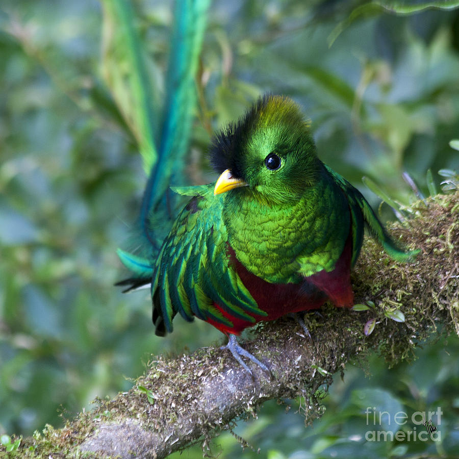 Quetzal Photograph by Heiko Koehrer-Wagner