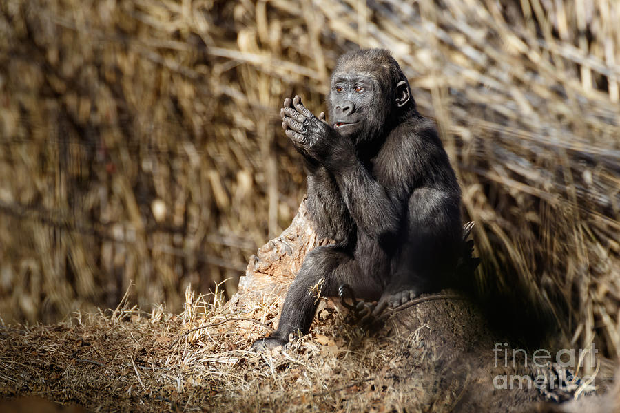 Gorilla Photograph - Quiet Juvenile Gorilla #3 by Richard Smith