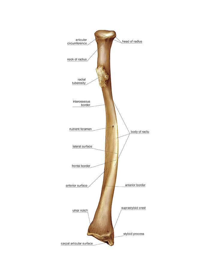 Radius Bone 3 Photograph By Asklepios Medical Atlas Pixels 9775