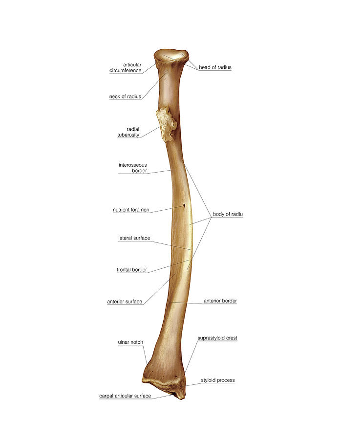 Radius Bone Photograph By Asklepios Medical Atlas Pixels Merch 2629