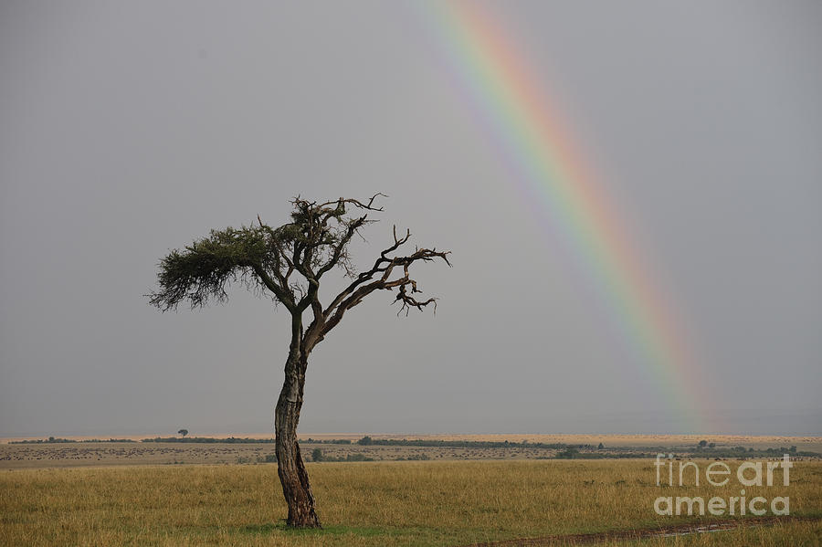 Africa Photograph - Rainbow by John Shaw Africa Photograph - Rainbow by John Shaw