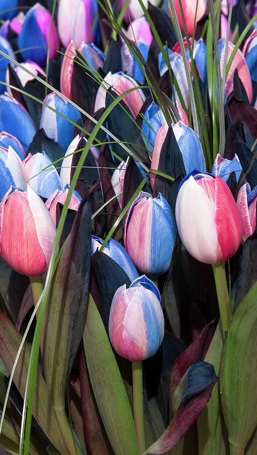 Rainbow Tulips Tulipa Sp Photograph By Adrian Thomasscience Photo