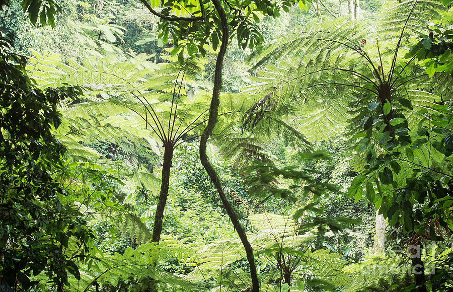 Rainforest #3 Photograph by Art Wolfe