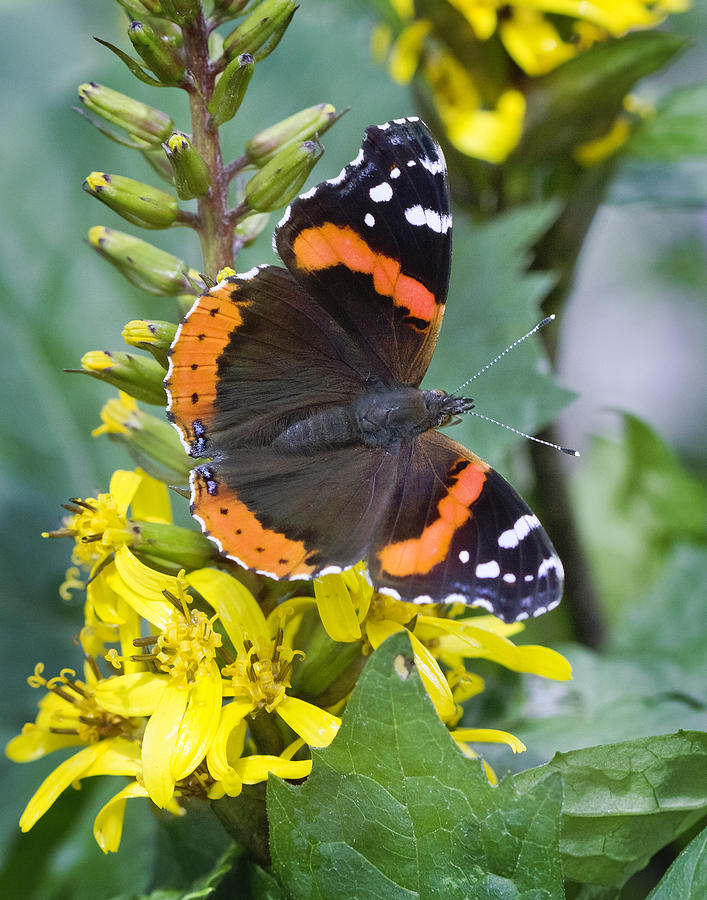 Flower Photograph - Red Admiral #1 by Barbara Smith