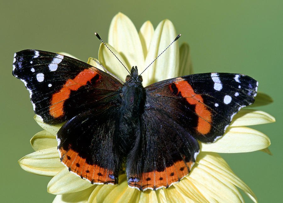 Бабочка зорька фото окружающий мир