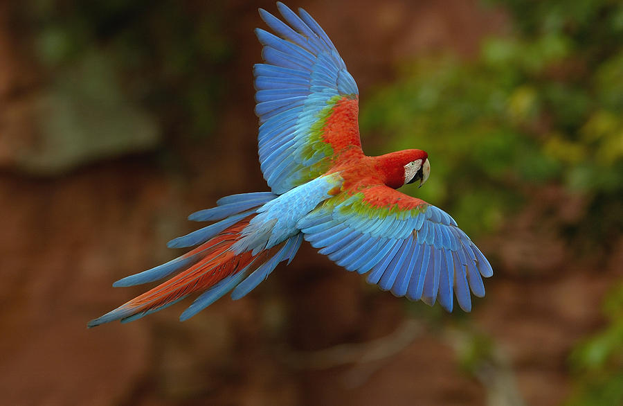 Red And Green Macaw Flying  Brazil #3 Photograph by Pete Oxford