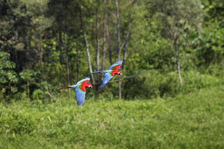 Red And Green Macaws #3 Photograph by M. Watson