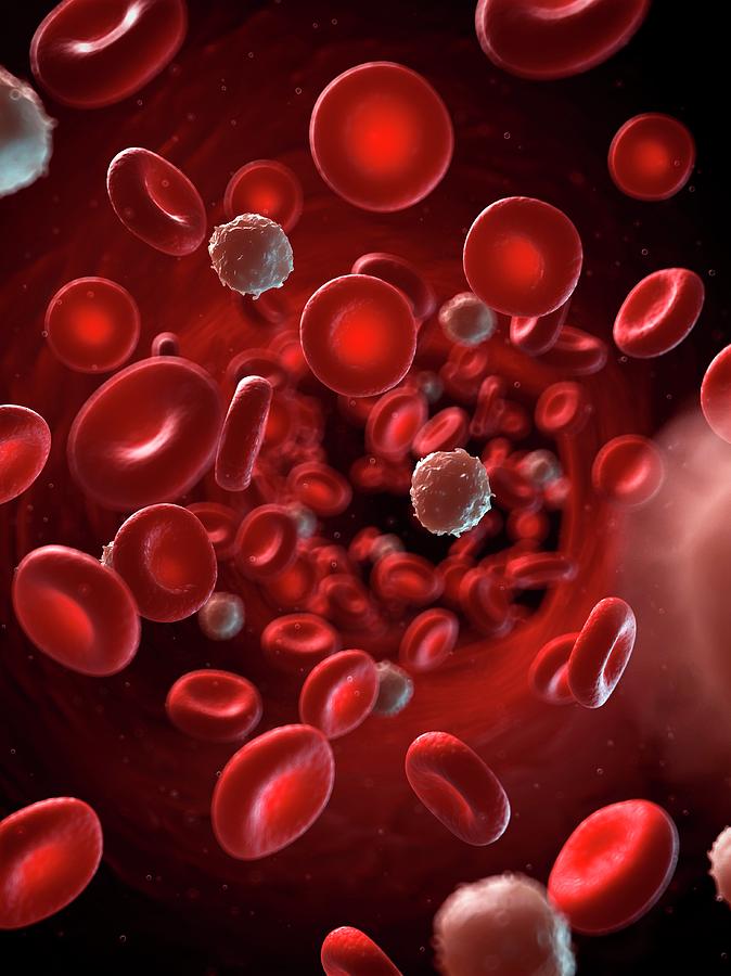 Illustration Photograph - Red And White Blood Cells #3 by Sebastian Kaulitzki