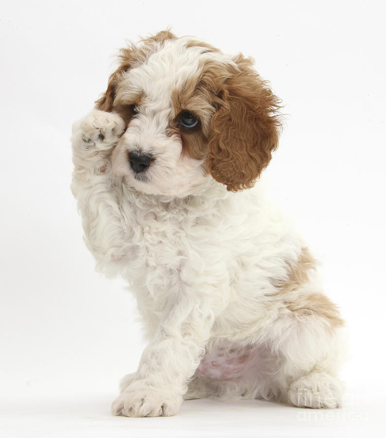 Red-and-white Cavapoo Puppy Photograph by - Pixels