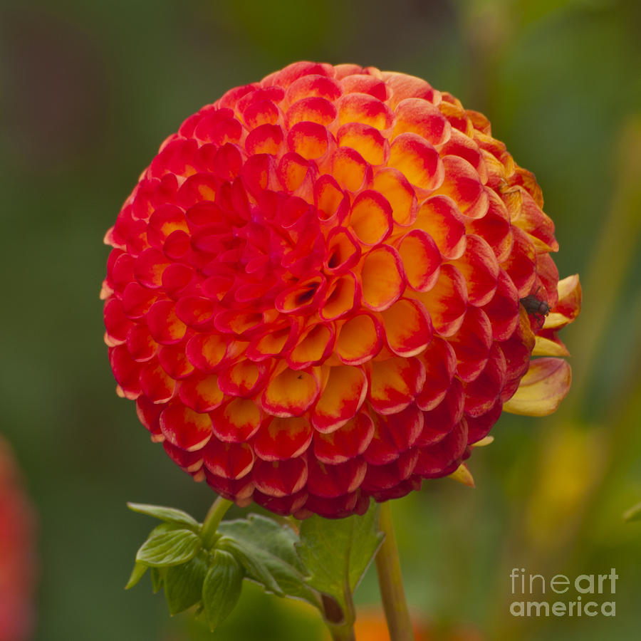 Flowers Still Life Photograph - Red and Yellow Dahlia  #3 by M J