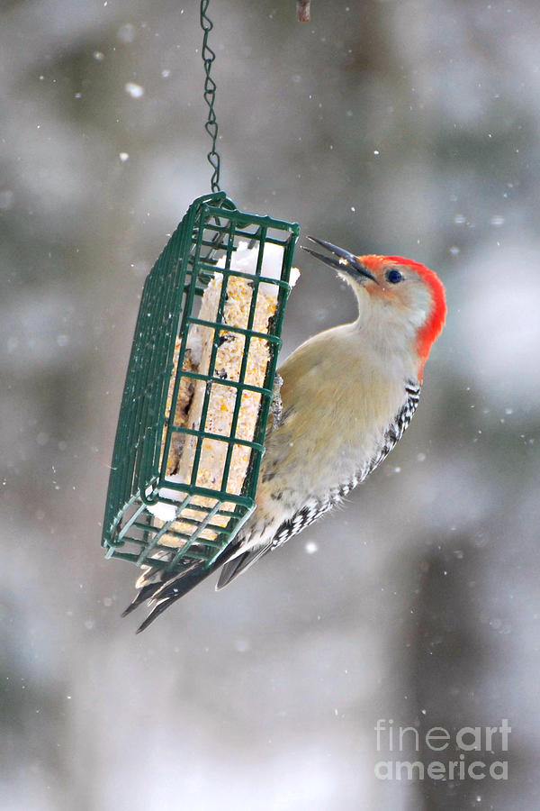 Red Bellied Woodpecker #3 Photograph by Lila Fisher-Wenzel