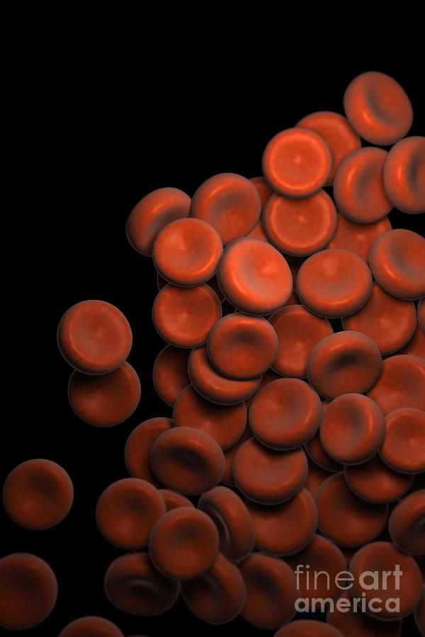 Red Blood Cells #3 Photograph by Science Picture Co