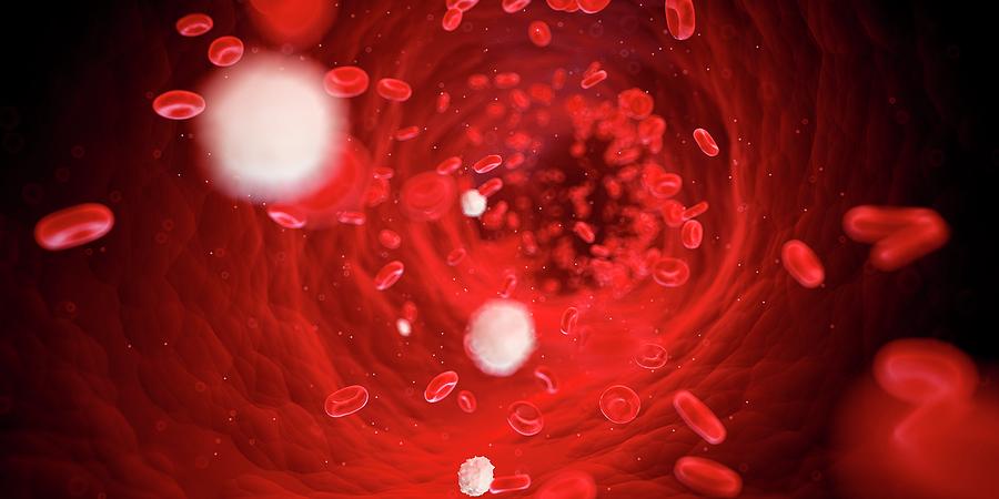 Red Blood Cells Photograph by Sciepro - Fine Art America