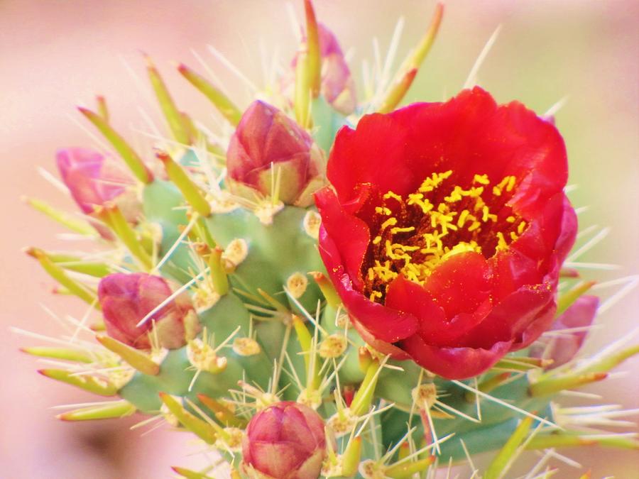 Red Cactus Flower Photograph