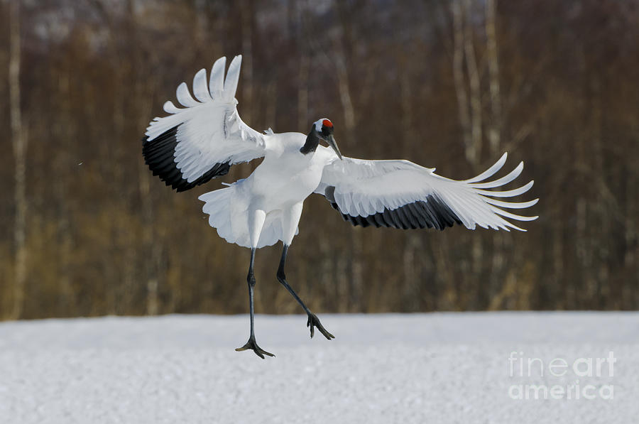 Crane Photograph - Red-crowned Crane #3 by John Shaw