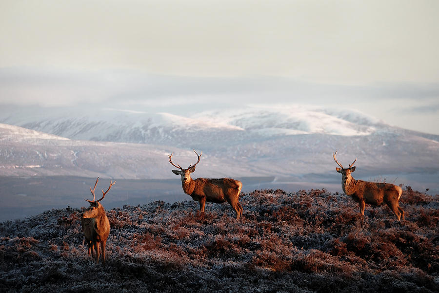 Red deer stags #3 Photograph by  Gavin Macrae