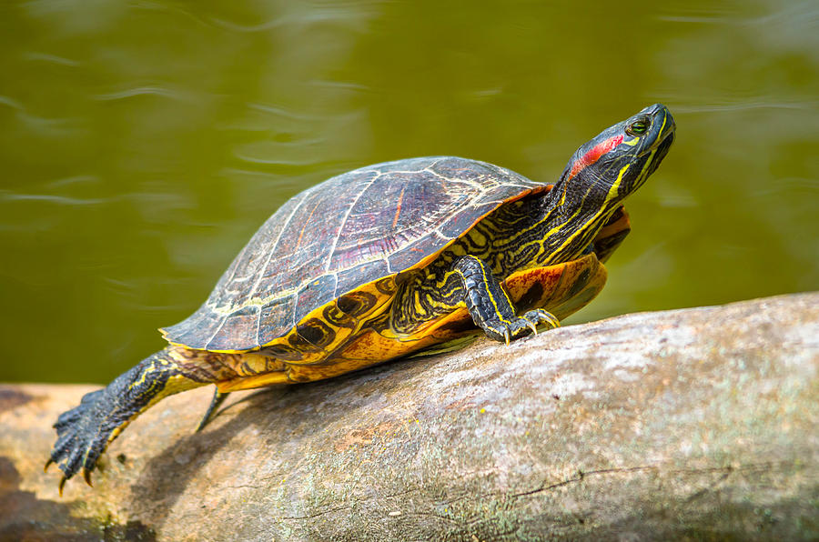 Red-eared Slider Photograph by Brian Stevens - Fine Art America