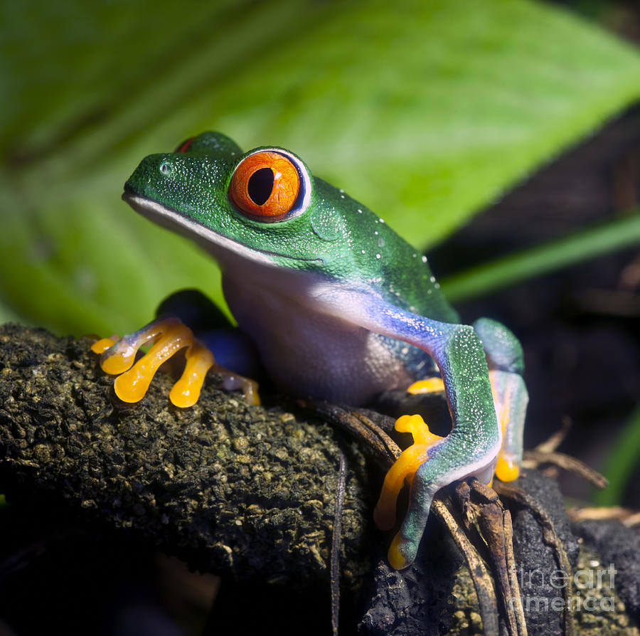 Red Eyed Tree Frog Photograph by Brandon Alms - Fine Art America