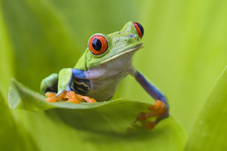 Red-eyed Tree Frog Costa Rica #4 Photograph by Suzi  Eszterhas