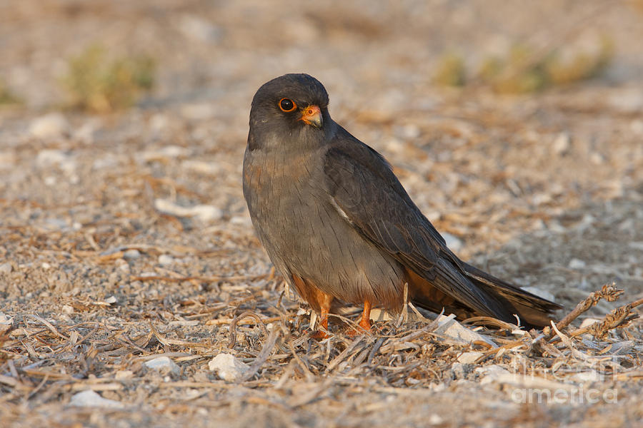 Red footed falcon falco vespertinus #3 Photograph by Eyal Bartov