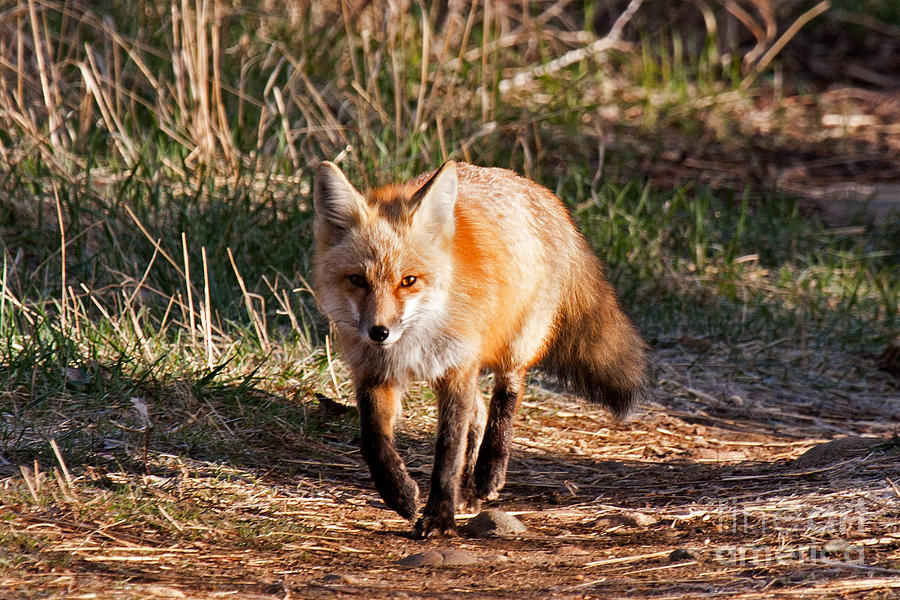 Red Fox in Prospect Park #3 Photograph by Fred Stearns