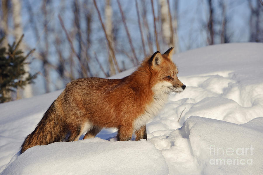 Red Fox #3 Photograph by John Shaw