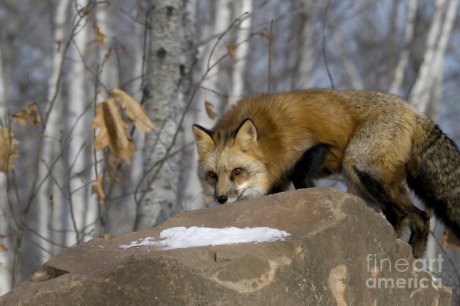 Red Fox #3 Photograph by Linda Freshwaters Arndt