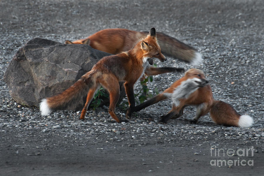 Red Foxes Vulpes Fulva #3 Photograph by Ron Sanford
