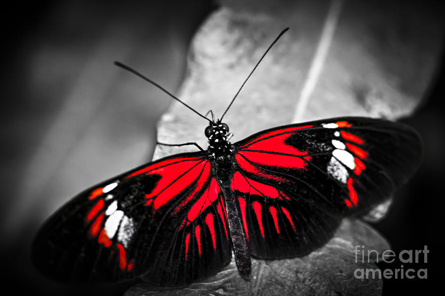 Red heliconius dora butterfly 2 Photograph by Elena Elisseeva