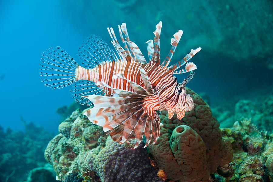 Red Lionfish #3 Photograph by Andrew J. Martinez