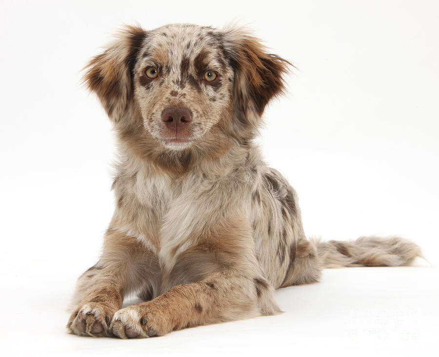 Red Merle Miniature American Shepherd #3 Photograph by Mark Taylor